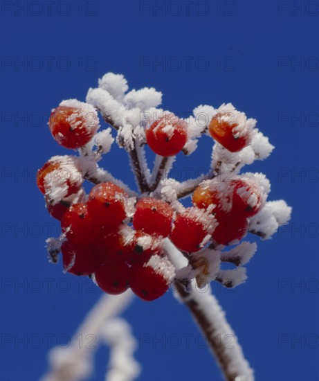 Rowanberry or mountain ash (Sorbus aucuparia) Throttle berry, Quitsche, Krametsbeerbaum with