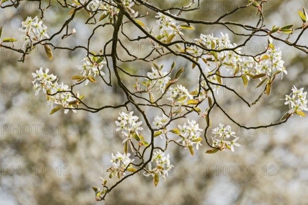 Shadbush (Amelanchier), blossom