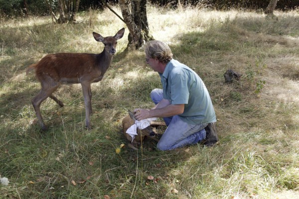 Vet with Roe Deer (capreolus capreolus) at "La Dame Blanche", a Wildlife Protection Center in