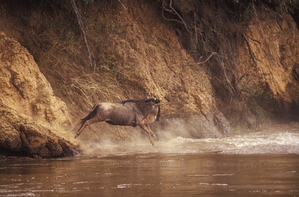 Blue Wildebeest (connochaetes taurinus), Adult crossing Mara River during Migration, Masai Mara