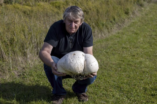 The man with the giant puffer (Calvatia gigantea) . Puffball mushroom commonly found in meadows,