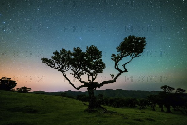 Tree in Fanal Forest, Blue Sky Full of Stars and Light Pollution at Night. Madeira, Portugal,