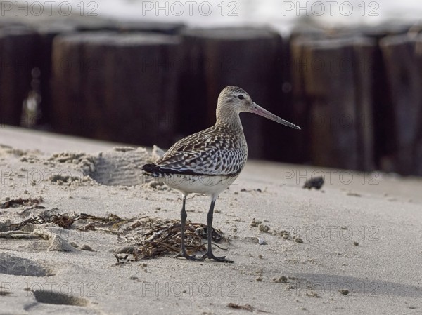 A sandpiper stands on sand in front of old wooden piles on a coastal landscape, bar-tailed godwit