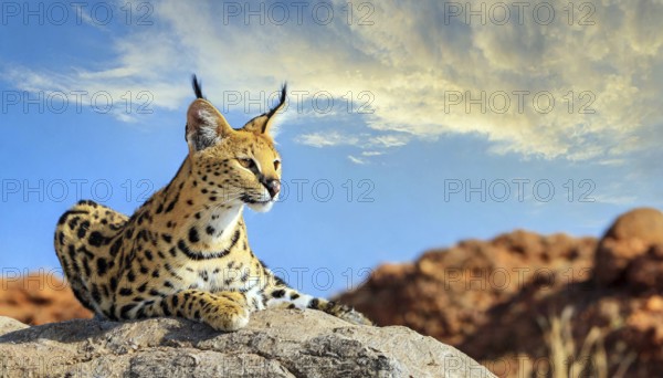 AI generated, animal, animals, mammal, mammals, biotope, habitat, one, individual, foraging,