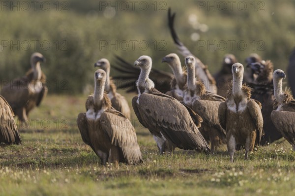Griffon vulture (Gyps fulvus), Spain, Europe