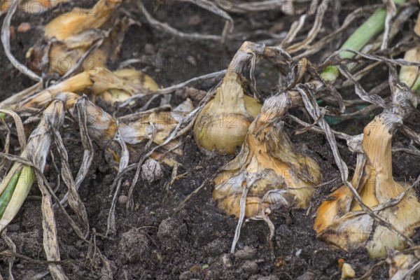 Common onions (Allium cepa), in a bed, onion harvest, Münsterland, North Rhine-Westphalia, Germany,