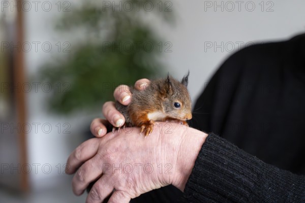 Eurasian red squirrel (Sciurus vulgaris), practical animal welfare, animal on hand in a wildlife