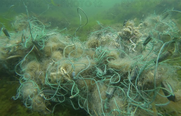 Lost fishing net lies on seabed in green algae Ulva on bright sunny day in sun glare in Black sea,