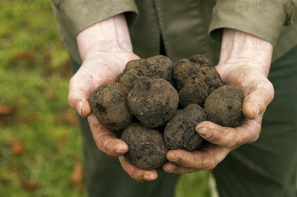 Black truffle (tuber melanosporum), Perigord truffle, Perigord truffle, Perigord truffle, Black