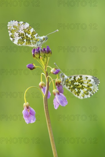 Orange tip (Anthocharis cardamines) , Cuckoo flower (Cardamine pratensis) , on , Lower Saxony,