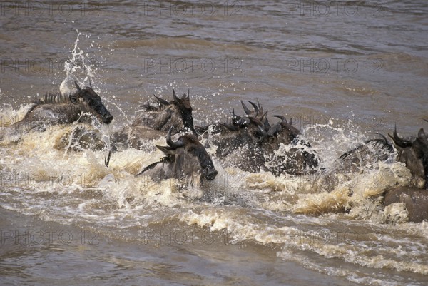 Blue Wildebeest (connochaetes taurinus), Herd crossing Mara River during Migration, Masai Mara Park