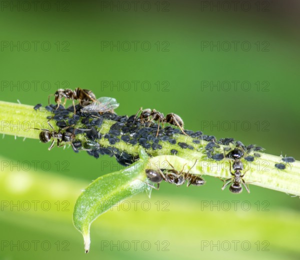 Lice and Ants on the stem of a flower