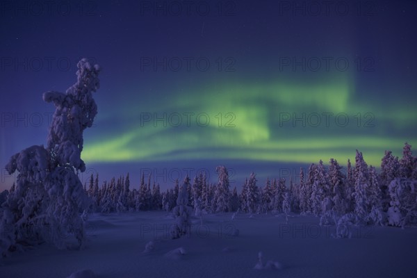 Northern Lights (Aurora borealis), Stubba Nature Reserve, Laponia World Heritage Site, Norrbotten,