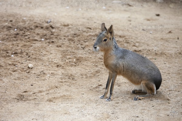 Mara, Dolichotis patagonum, Patagonian cavy, big rodent, relative of guinea pig, common in