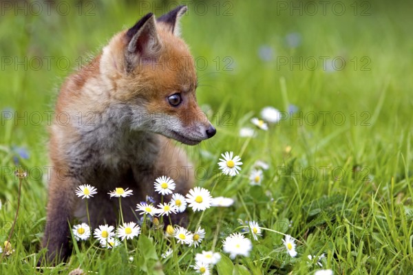RED FOX (vulpes vulpes), CUB WITH DAISIES, NORMANDY