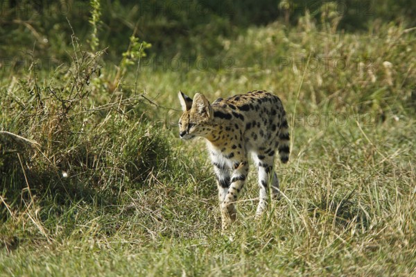 Serval (leptailurus serval), Adult, Masai Mara Park in Kenya