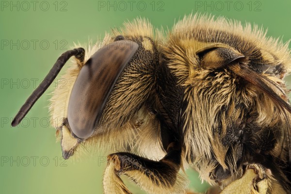 or European wool carder bee (Anthidium manicatum), they are leaf-cutters and use leaves and petals