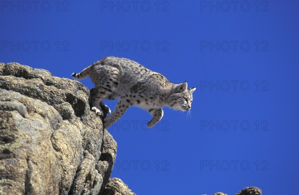 Bobcat (lynx rufus), Adult leaping from Rocks, Canada, North America