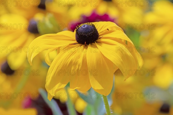Flowerbed with yellow (echinacea) flowers - selective focus