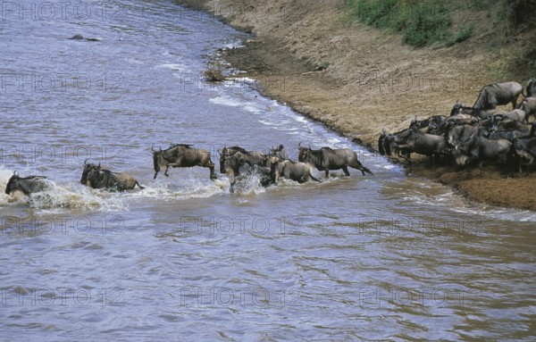 Blue Wildebeest (connochaetes taurinus), Herd Crossing Mara River during Migration, Masai Mara Park