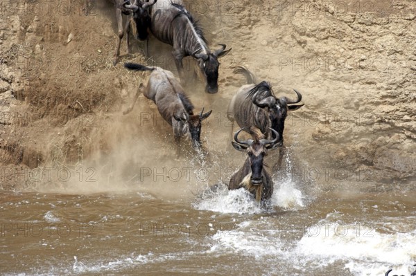 Blue Wildebeest (connochaetes taurinus), Herd crossing Mara River during Migration, Masai Mara Park
