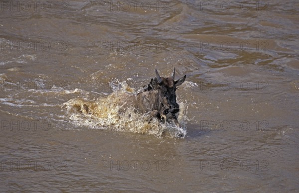 Blue Wildebeest (connochaetes taurinus), crossing Mara River during Migration, Masai Mara Park in