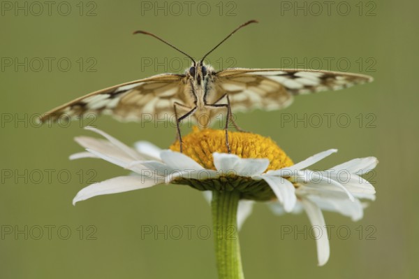 Marbled white (Melanargia galathea), Ox-eye daisy (Leucanthemum vulgare) North Rhine-Westphalia,