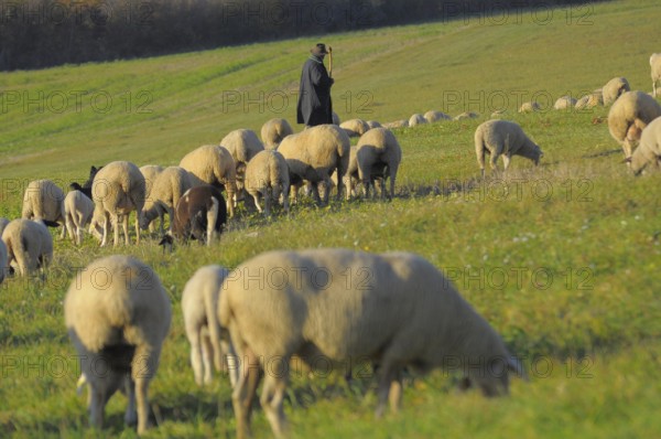 Landscape : Swabian Alb Flock of sheep in autumn on pasture, with shepherd, domestic sheep (Ovis
