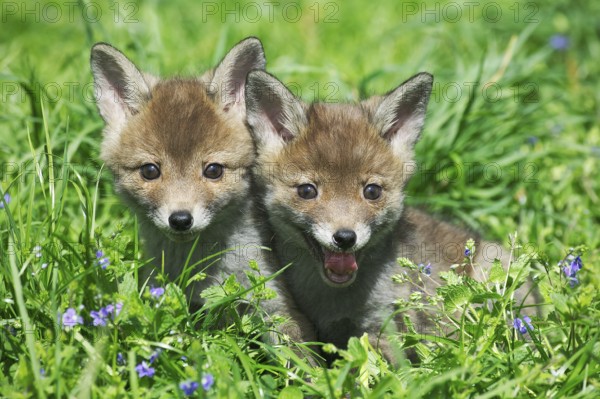 Red Fox (vulpes vulpes), Pup sitting in Flowers, Normandy