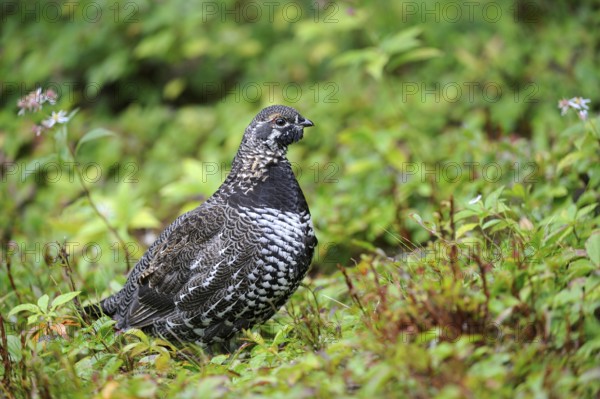 Canada Grouse (Falcipennis canadensis), female, Cap Breton Highlands National Park, Nova Scotia