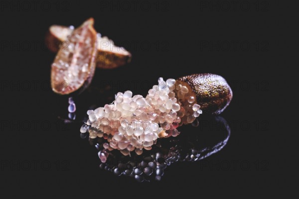 Australian finger lime or caviar lime, edible fruits used in gourmet cuisine. Citrus australasica