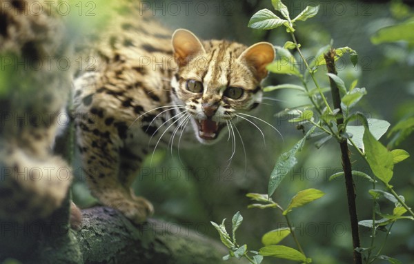LEOPARD CAT (prionailurus bengalensis), ERWACHSENER SCHNARLING