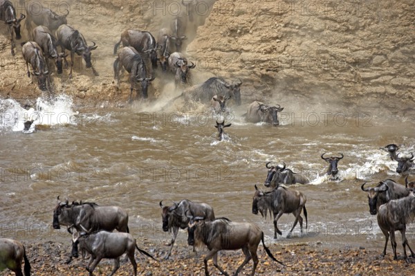 Blue Wildebeest (connochaetes taurinus), Herd crossing Mara River during Migration, Masai Mara Park