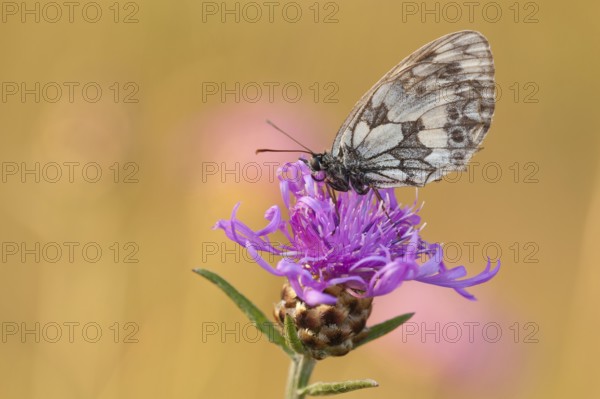 Marbled white (Melanargia galathea), Brown knapweed (Centaurea jacea) North Rhine-Westphalia,