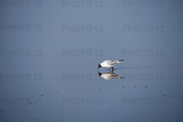 Arctic tern in the Wadden Sea World Heritage Site