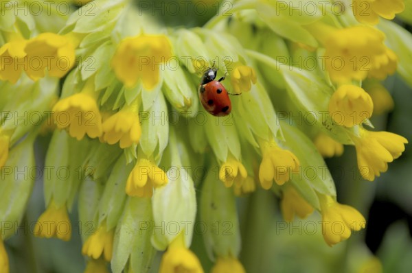 Common cowslip (Primula veris) in the garden. Ladybird with primroses, seven-spott ladybird