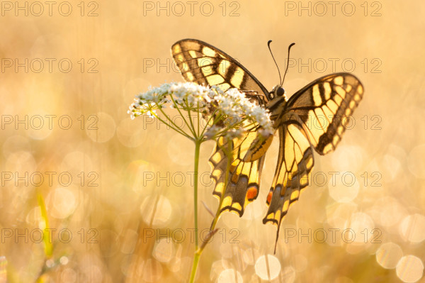 Swallowtail (Papilio machaon) North Rhine-Westphalia, Germany, Europe