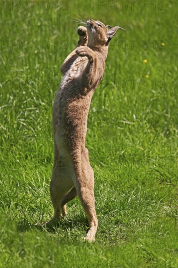 Caracal (caracal caracal), Adult on Hind Legs, Hunting