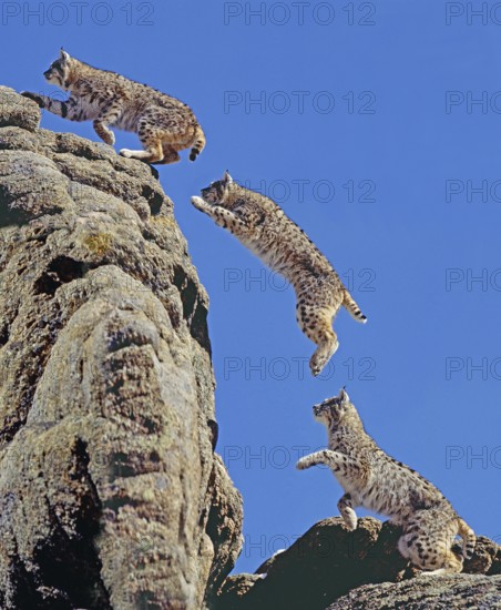 Bobcat (lynx rufus), adult jumps on rocks, movement pattern, Canada, North America