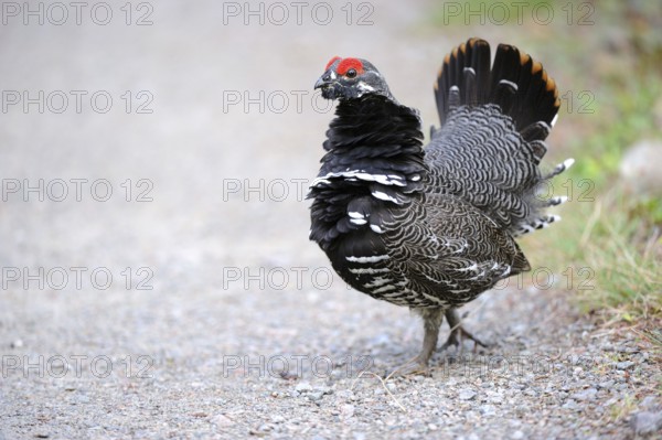 Spruce Grouse, male, Cap Breton Highlands National Park, Nova Scotia (Dendragopus Canada Grouse