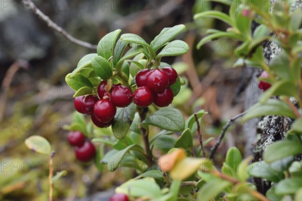 Ripe red berries of a cowberry close up in bright sunlight