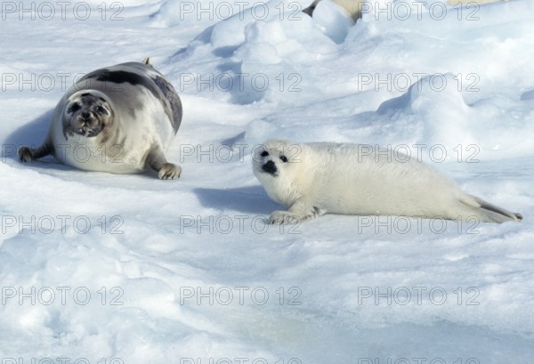 Harp seal (pagophilus groenlandicus), mother and pup lying on an ice floe, Magdalena Island in