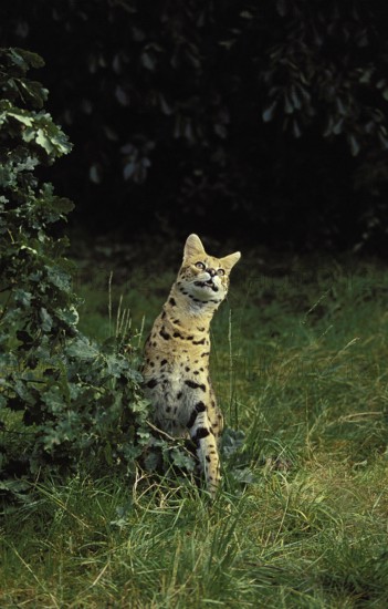 SERVAL (leptailurus serval), ADULT STANDING ON GRASS