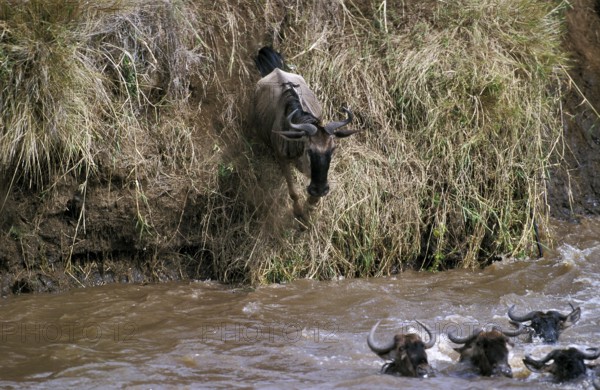 Blue Wildebeest (connochaetes taurinus), Herd crossing Mara River during Migration, Masai Mara Park
