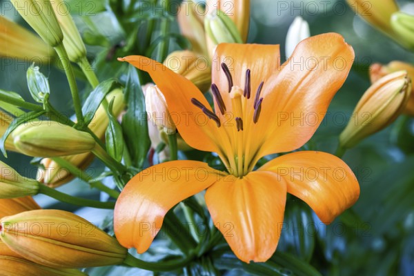 Closeup of orange Tiger Lilies flowering in a garden in Wales, United Kingdom, Europe