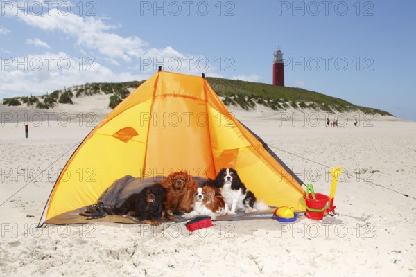Cavalier King Charles Spaniel, Blenheim, ruby, black-and-tan and tricolour, on the beach, Texel