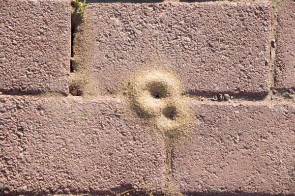 Anthill