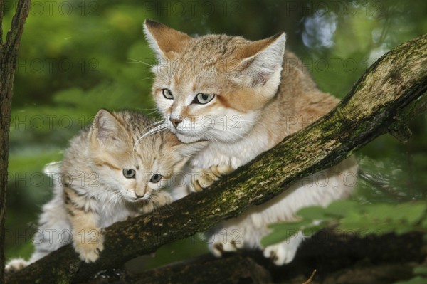 SAND sand cat (felis margarita), MOTHER WITH CUB