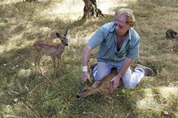 Vet with Roe Deer (capreolus capreolus) at "La Dame Blanche", a Wildlife Protection Center in