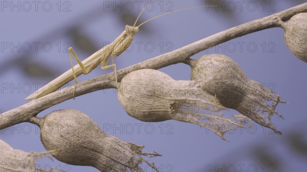 Small praying mantis sits on Henbane dry flowers and looks at on camera on blue sky background.